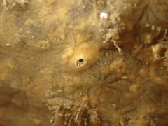 Timea aurantiaca