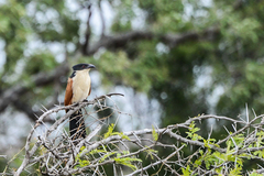 Centropus superciliosus burchellii