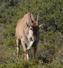 Tragelaphus oryx oryx