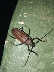 Mecosarthron buphagus