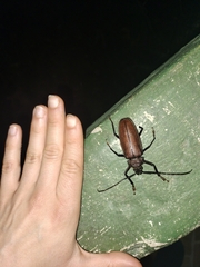 Mecosarthron buphagus