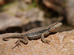 Ctenophorus modestus