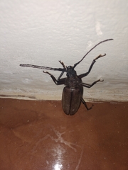 Mecosarthron buphagus