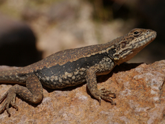 Ctenophorus modestus