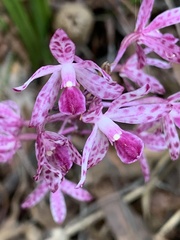 Dipodium punctatum