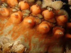 Cryptoconchus porosus