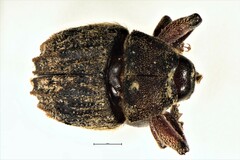 Psepholax