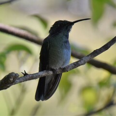 Colibri cyanotus