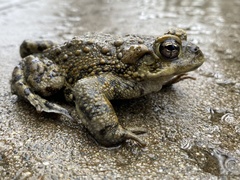 Anaxyrus boreas halophilus
