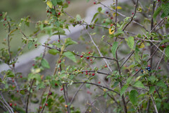 Capsicum rhomboideum