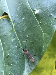 Thranius bimaculatus