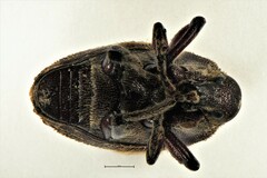 Psepholax