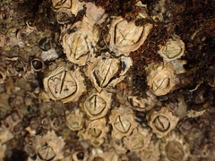 Collemopsidium sublitorale