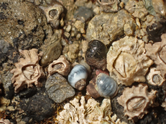 Collemopsidium sublitorale