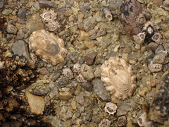 Cellana ornata