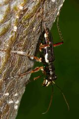 Caledonica