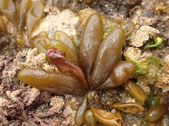 Adenocystis utricularis