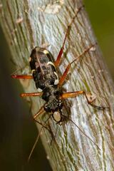 Caledonica