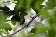 Chlorostilbon melanorhynchus