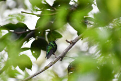 Chlorostilbon melanorhynchus