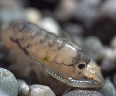 Megalorchestia pugettensis