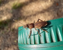 Naupactus xanthographus