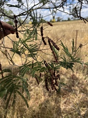 Acacia filicifolia