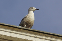 Larus michahellis