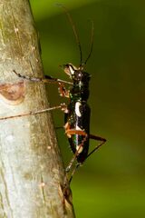 Caledonica