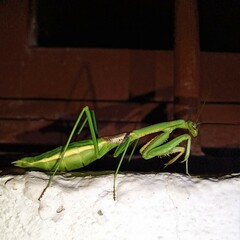 Coptopteryx gayi