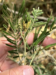 Acacia filicifolia