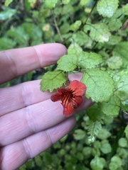 Rhabdothamnus solandri