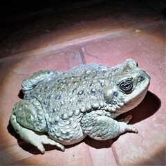 Rhinella spinulosa