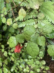 Rhabdothamnus solandri