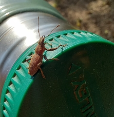 Naupactus xanthographus