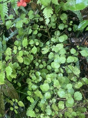 Rhabdothamnus solandri