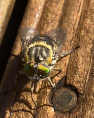 Scaptia auriflua
