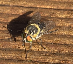 Scaptia auriflua