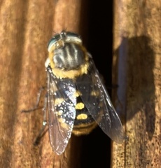 Scaptia auriflua