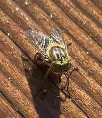 Scaptia auriflua