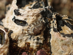 Notoacmea parviconoidea