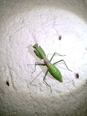 Coptopteryx gayi