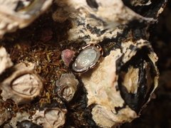 Notoacmea parviconoidea