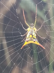Micrathena