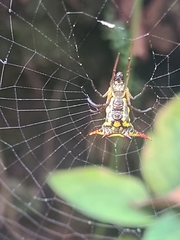 Micrathena