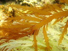 Desmarestia ligulata