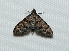 Mimaglossa nauplialis