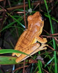 Boana multifasciata