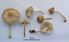 Agaricales