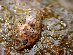 Diplocrepis puniceus